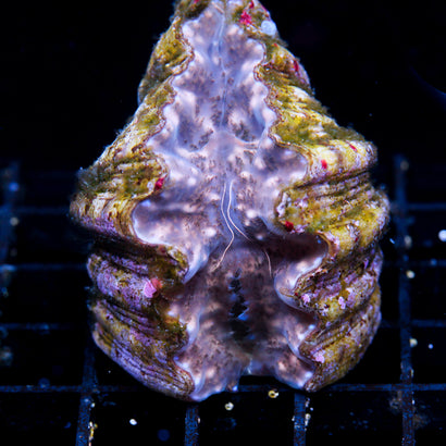 JC Hippopus Clam