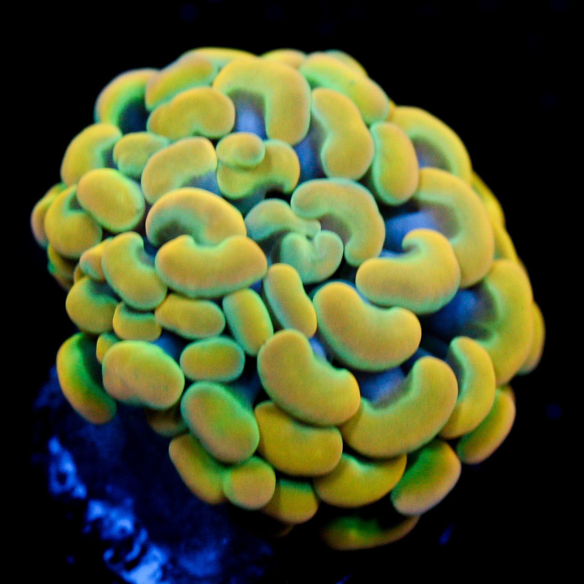 JC Rainbow Gold Hammer