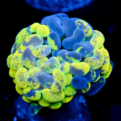 JC Yellow Splatter Hammer