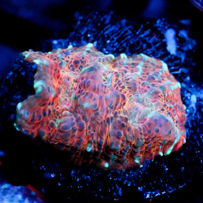 JC Solar Surface Chalice