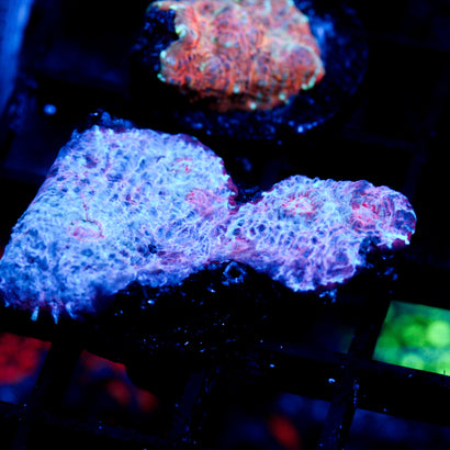 JC Unholy Trinity Chalice