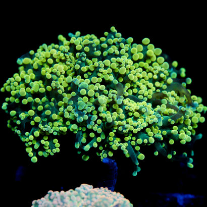 JC Green on Green Octo