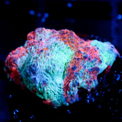 JC Miami Beach Rainbow Chalice