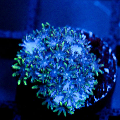 JC Sympodium Coral