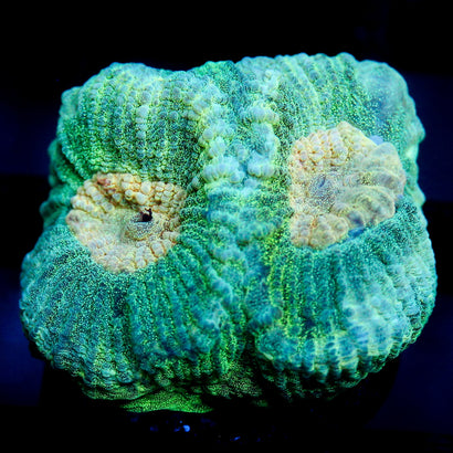 JC Neon Green Favia