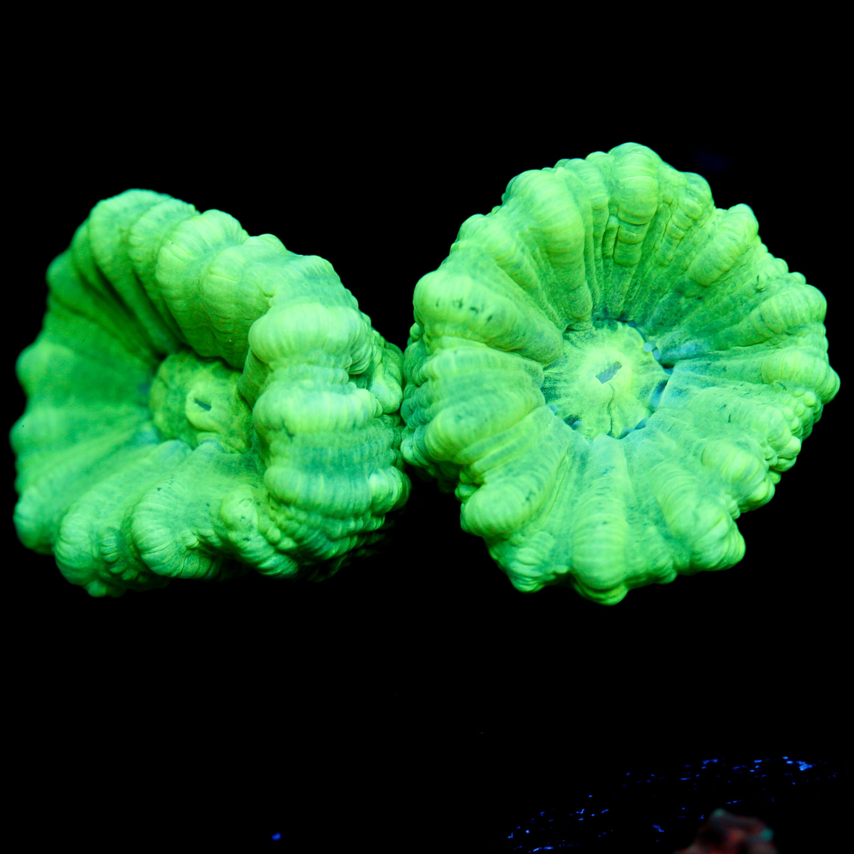 JC Neon Green Trumpet Coral