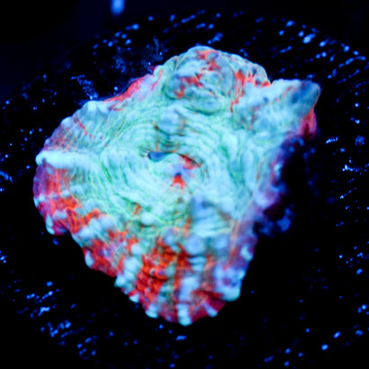 JC Blue Scream Chalice