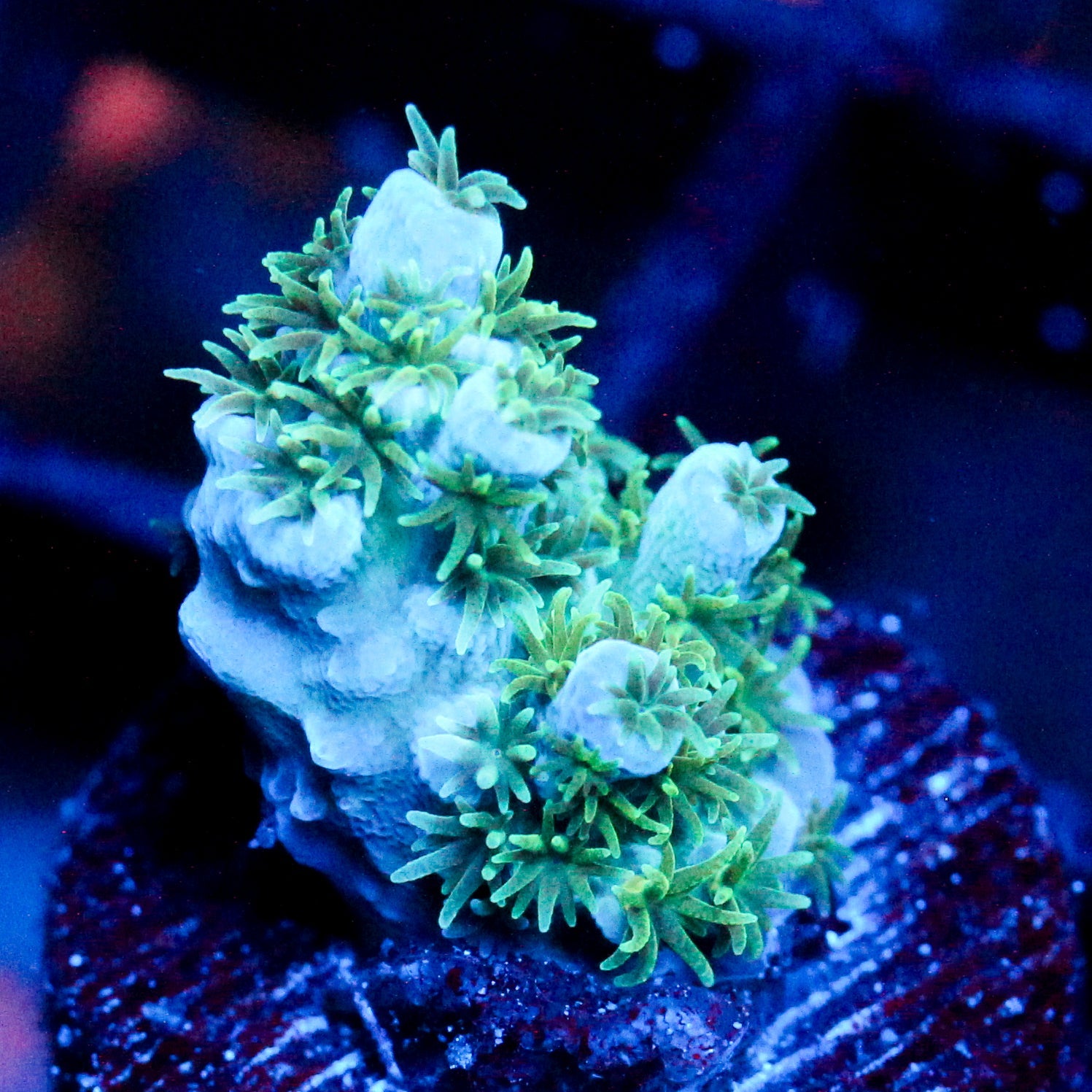 JC Jamaican Sea