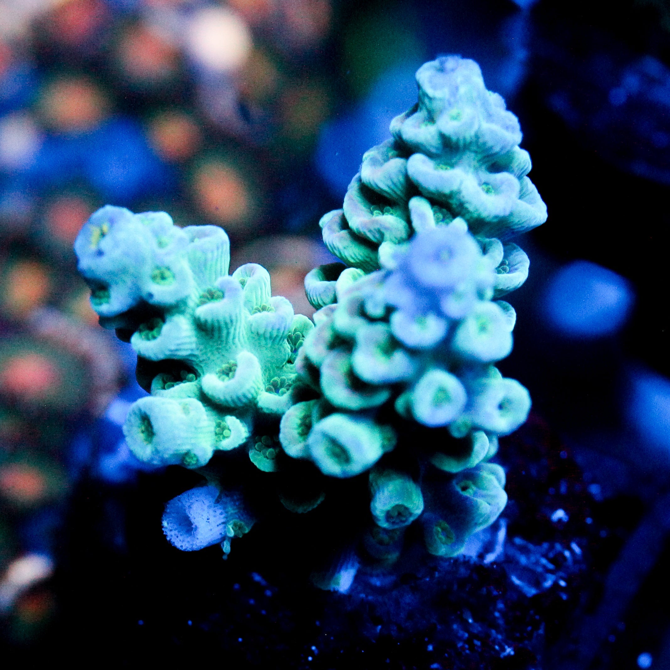 JC Ice Caps