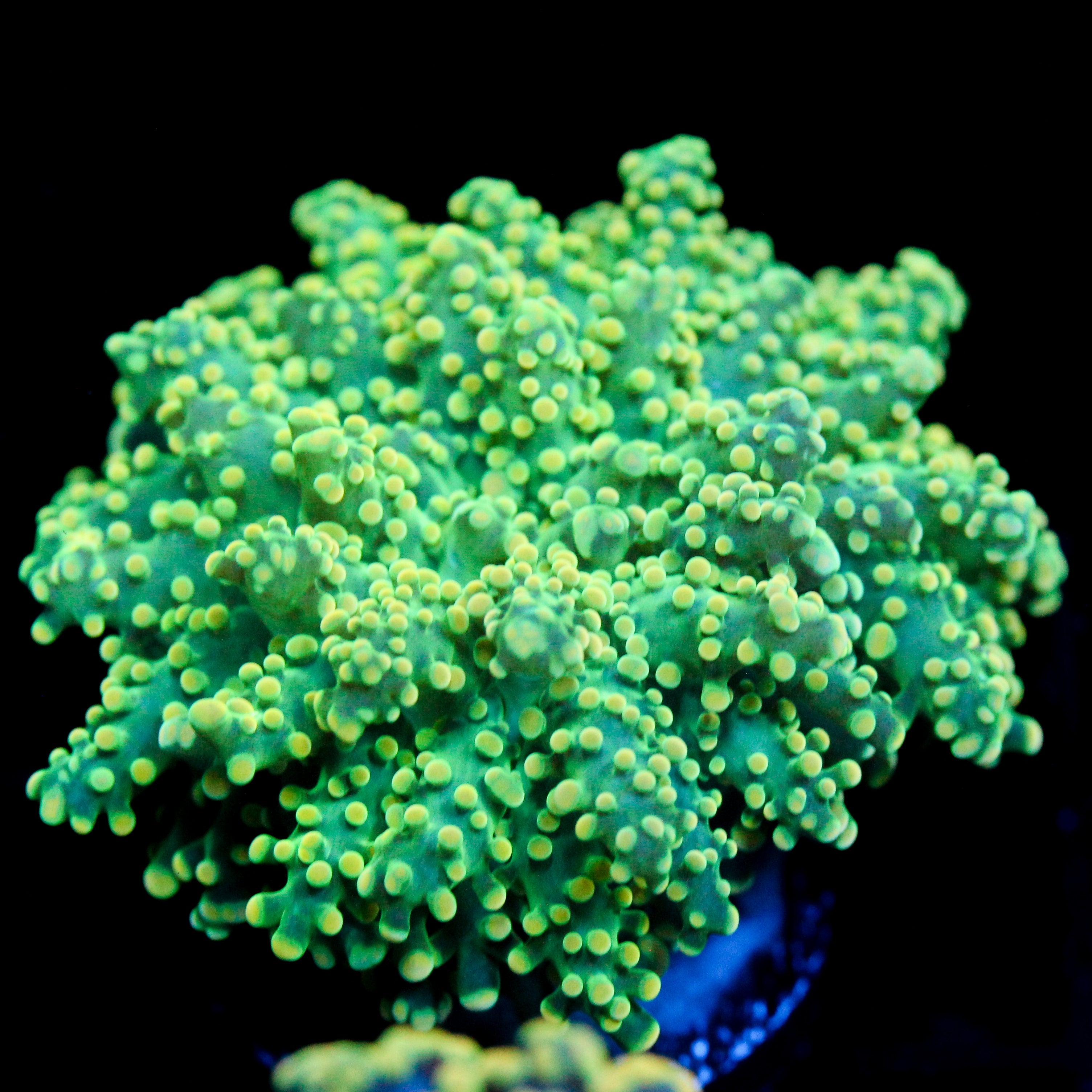 JC Neon Yellow Tip Octo