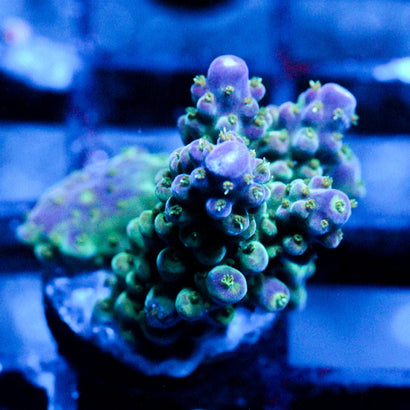 JC Purple Monster