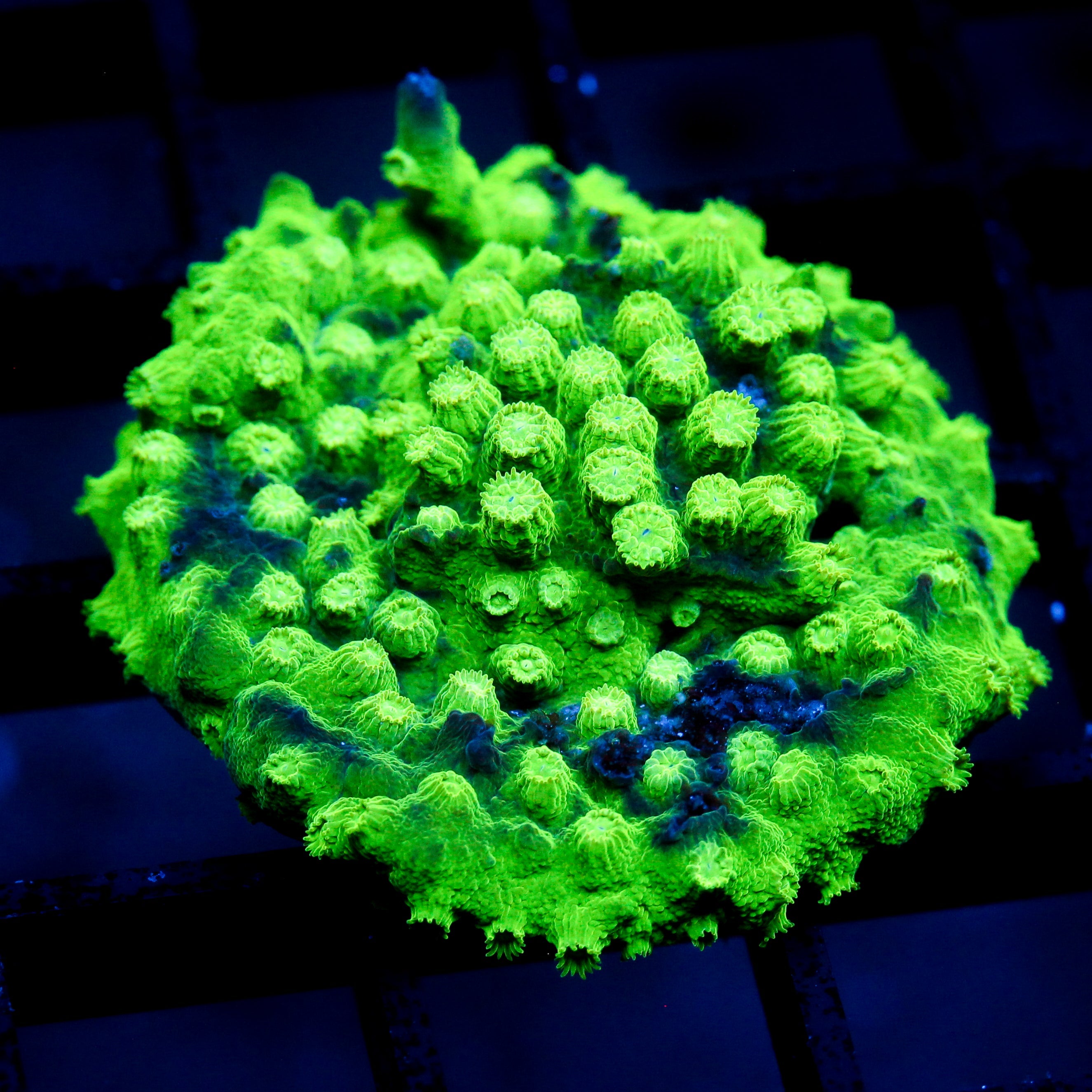 JC Sour Apple Cyphastrea