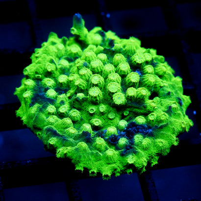 JC Sour Apple Cyphastrea