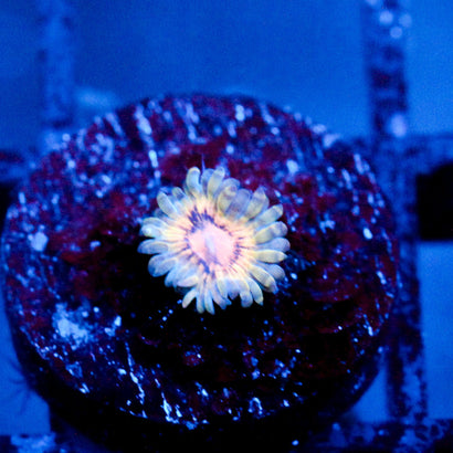 JC Oceanside Zoanthid