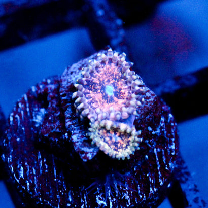 JC Neptunes Bounty Zoanthid