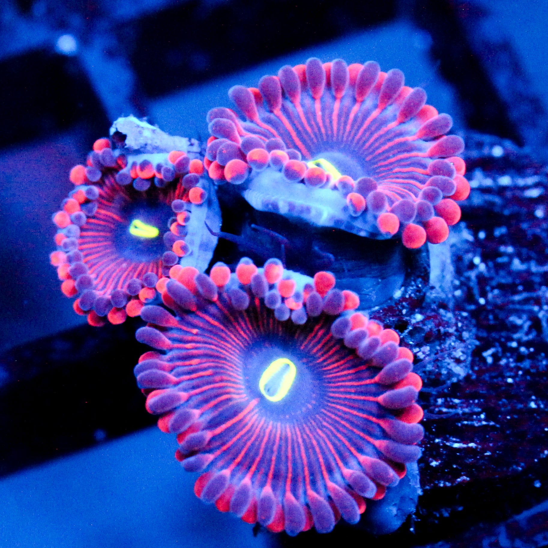 JC Purple People Eater Zoanthid