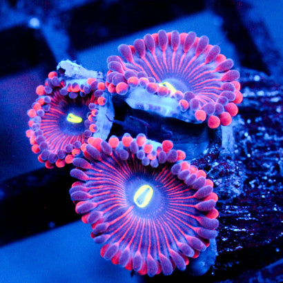 JC Purple People Eater Zoanthid
