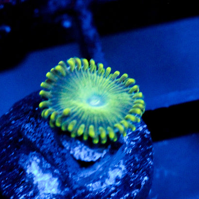JC Lady Liberty Zoanthid