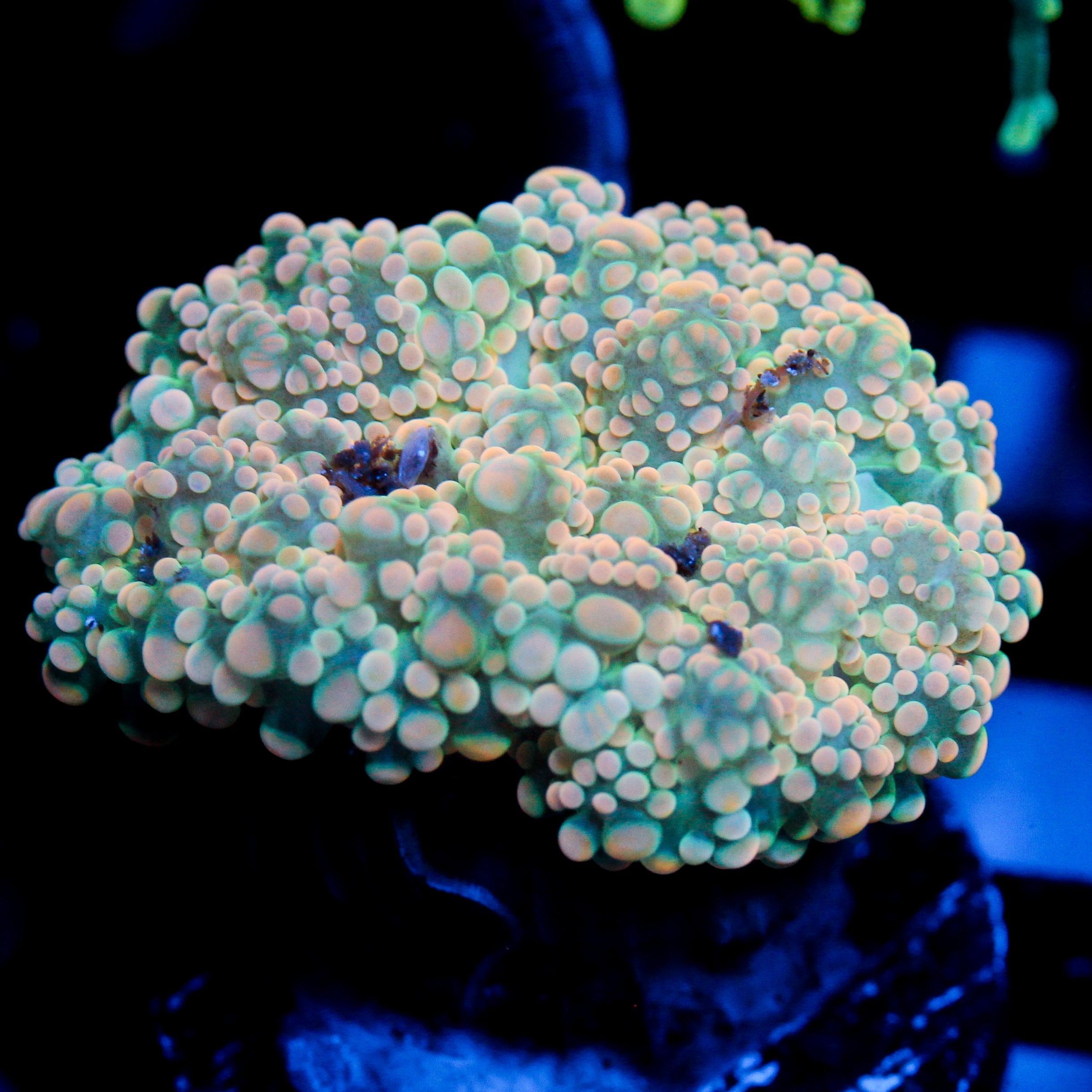 JC Orange Julius Octo