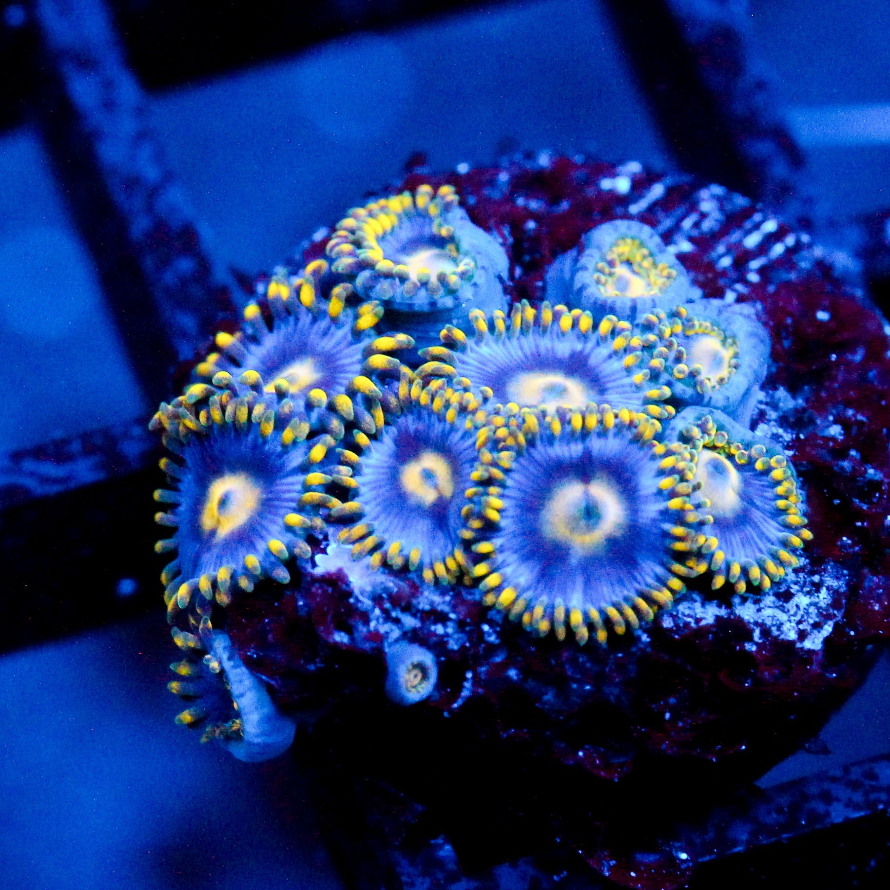 JC Gold Burn Zoanthid