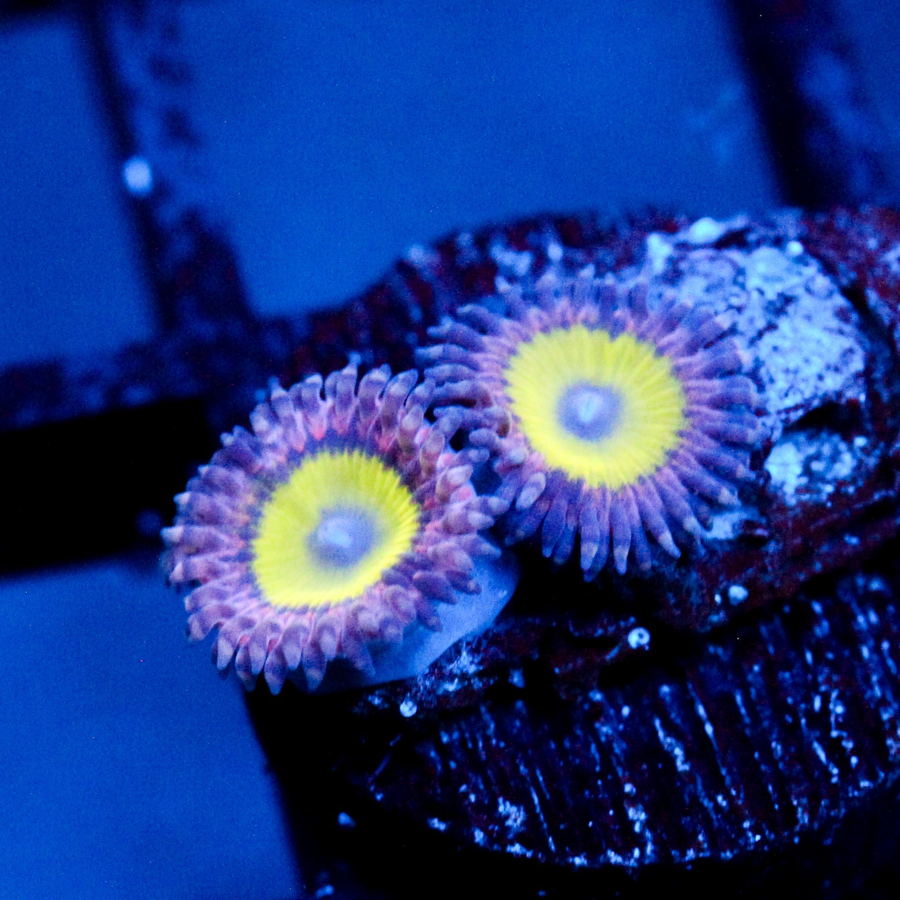 JC Flower Fall Zoanthid