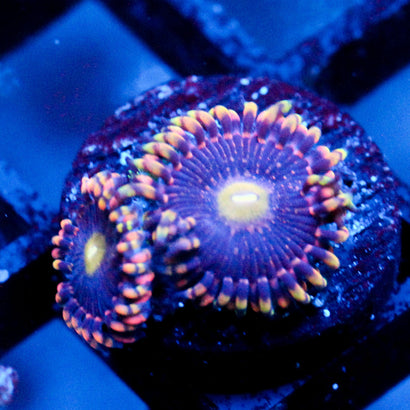 JC Bozos birthday Zoanthid