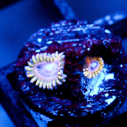 JC Yellow Sun Zoanthid