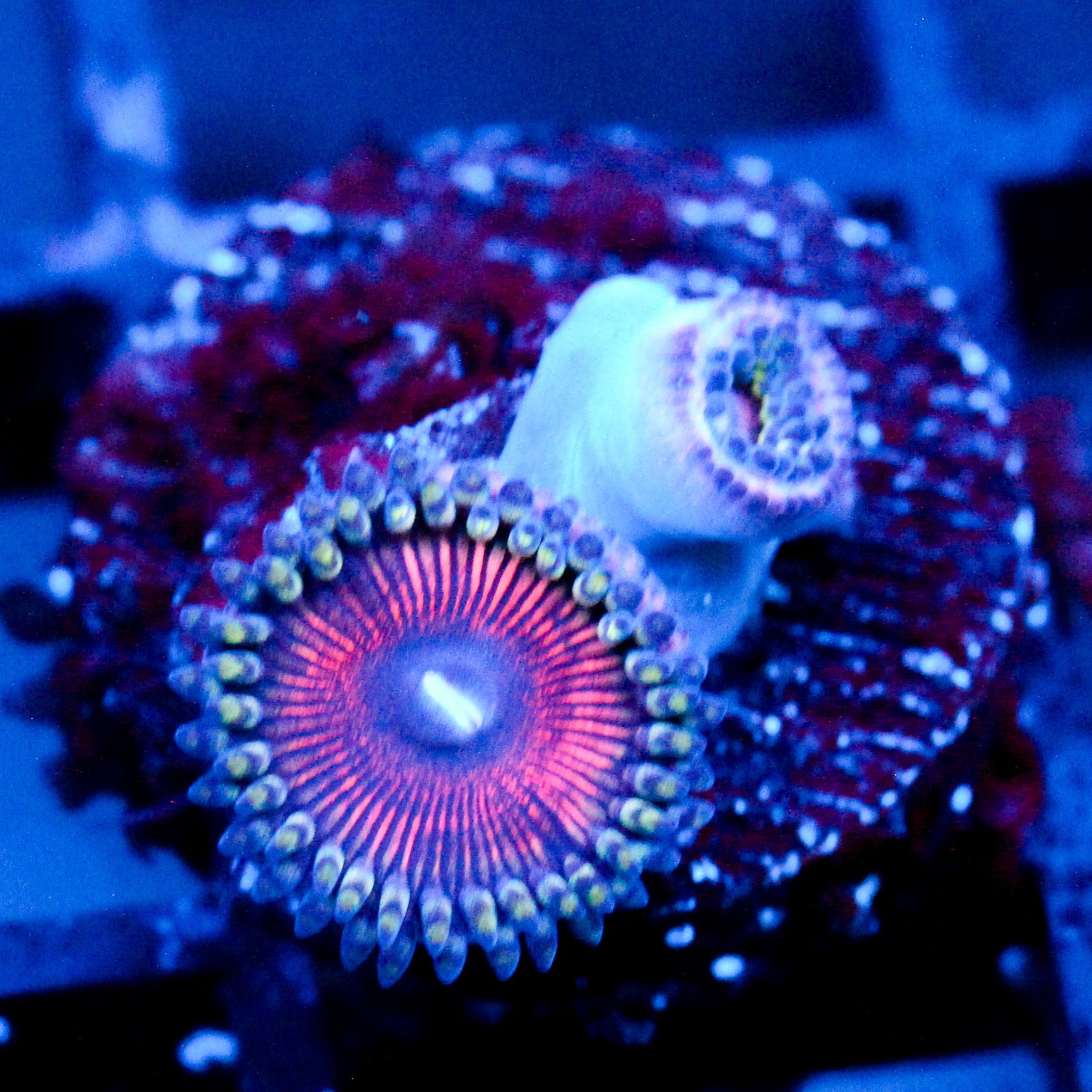 JC Extravaganza Zoanthid