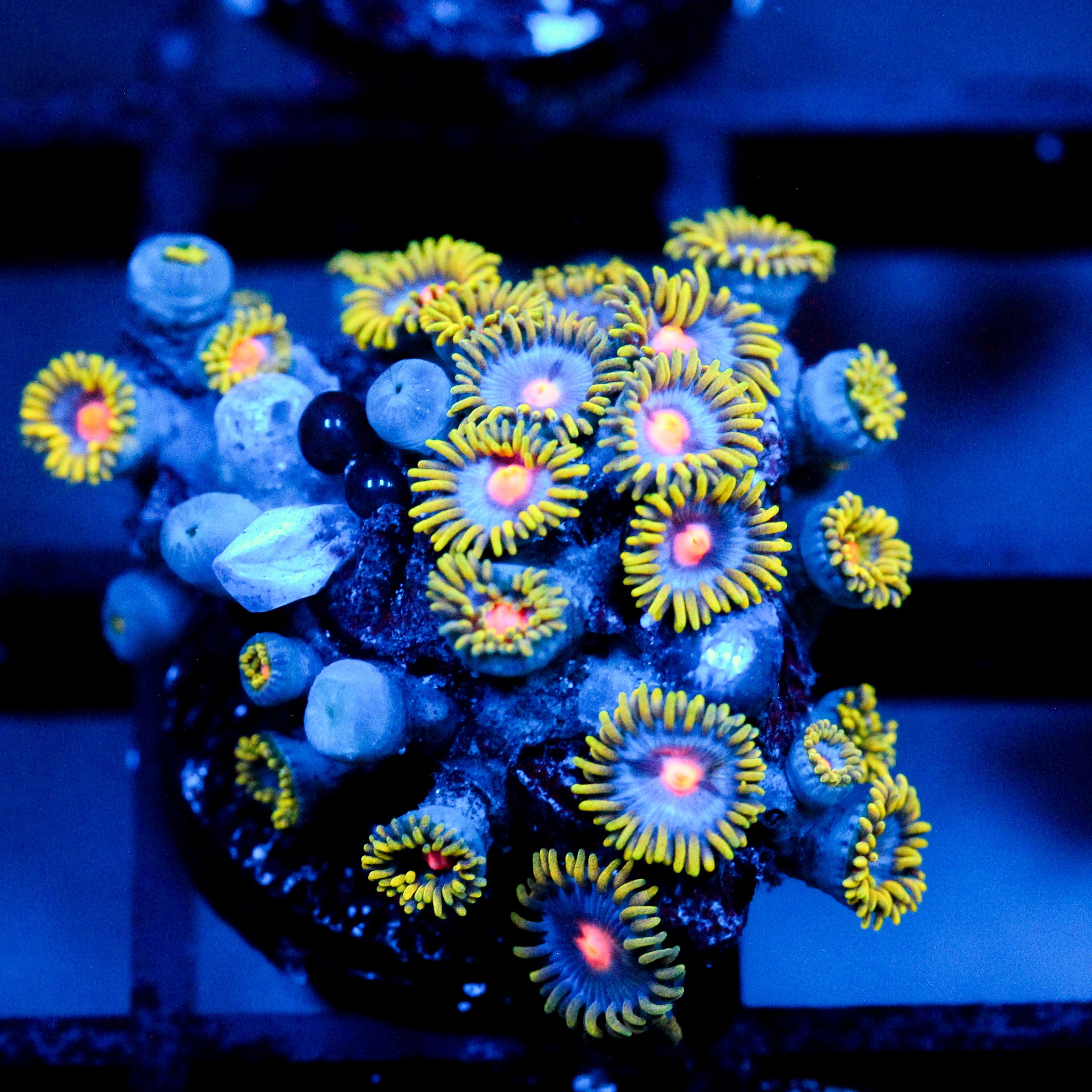 JC Gold Burn Zoanthid