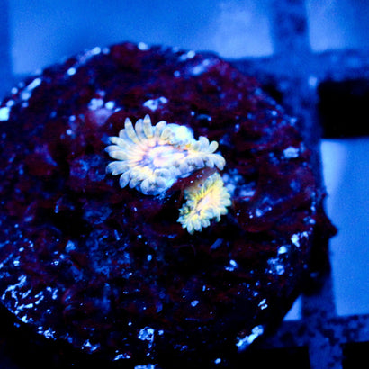 JC Blue Seam Zoanthid