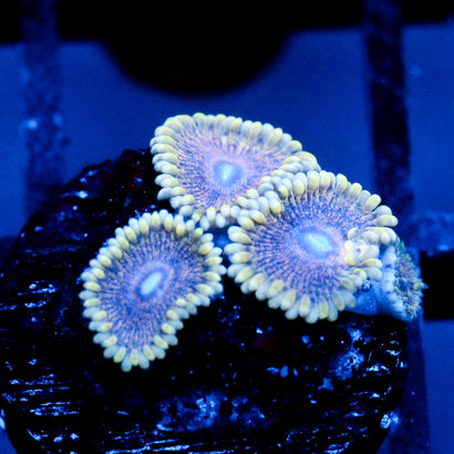 JC Permafrost Zoanthid