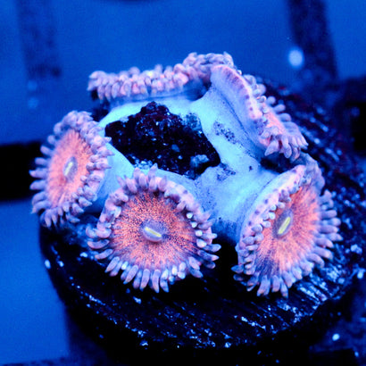 JC Amber Bliss Zoanthid