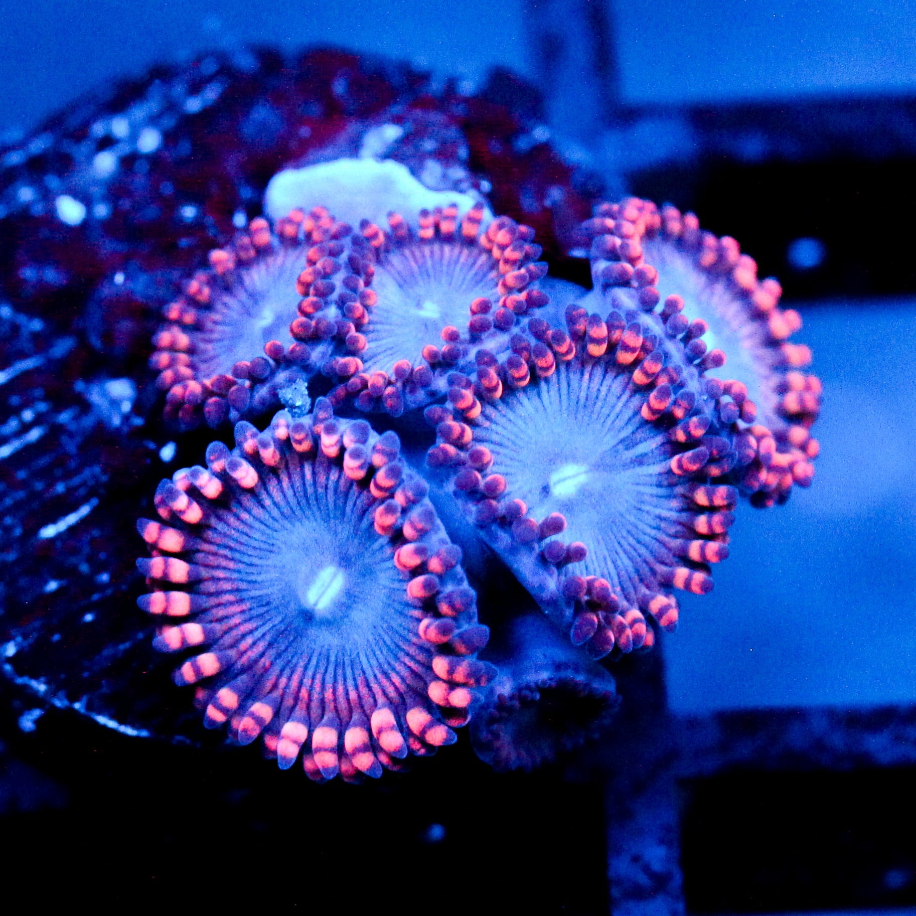 JC Molten Sulfer Zoanthid