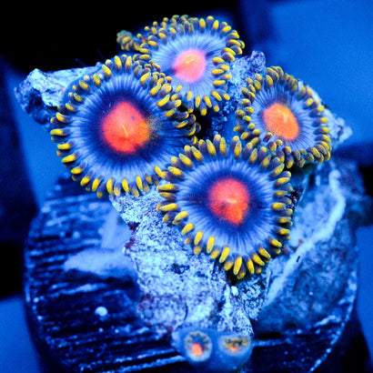 JC Ultra Gold Burn Zoanthid