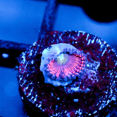 JC Valentine's Blurr Zoanthid