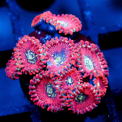 JC Salted Agave Zoanthid