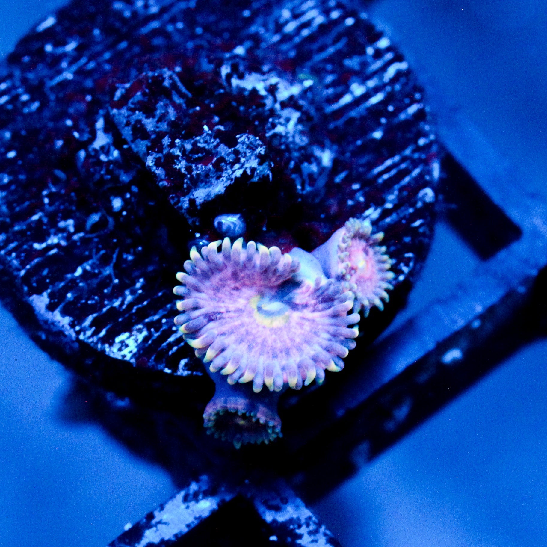 JC Strawberry Lemonade Zoanthid