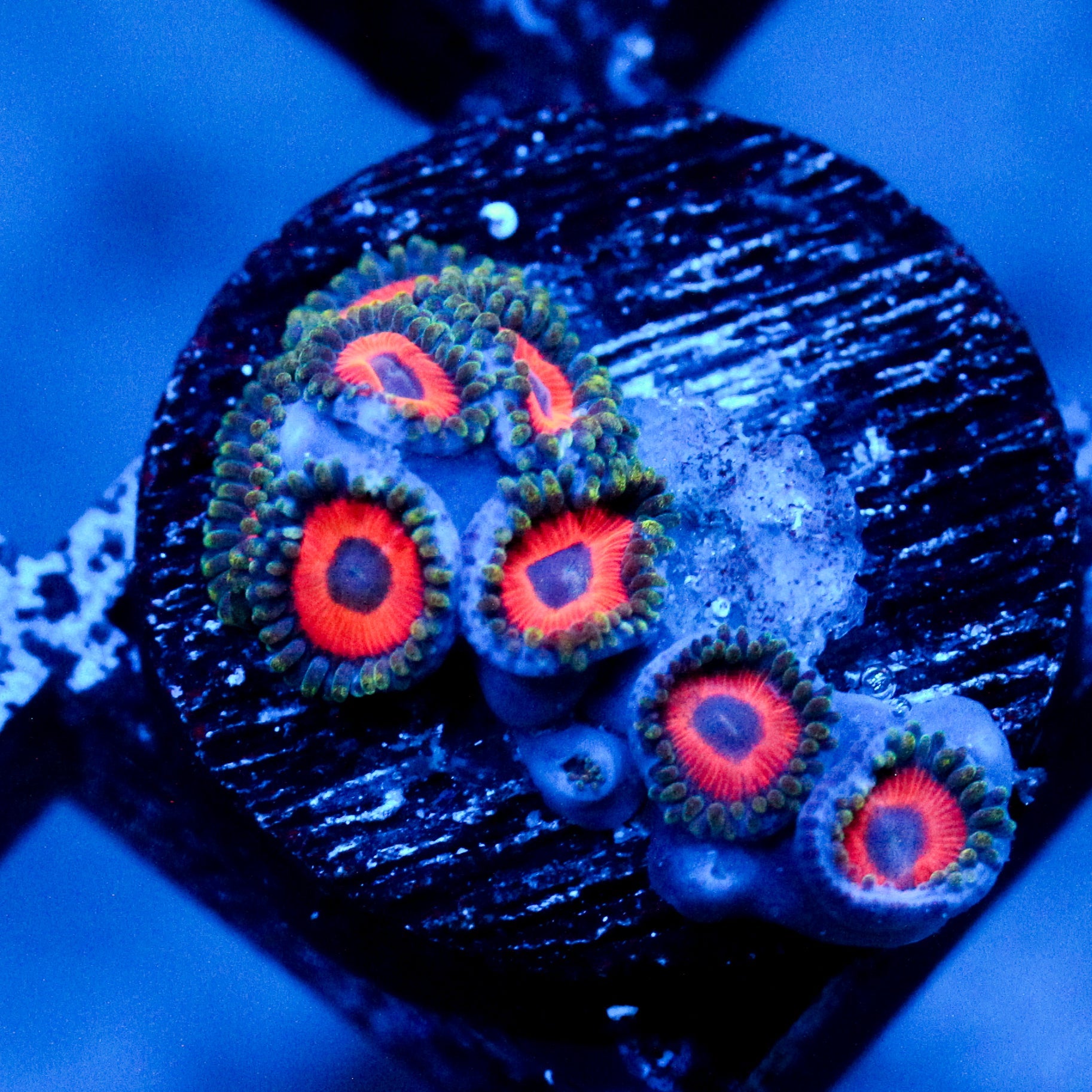 JC Dragons Eye Zoanthid