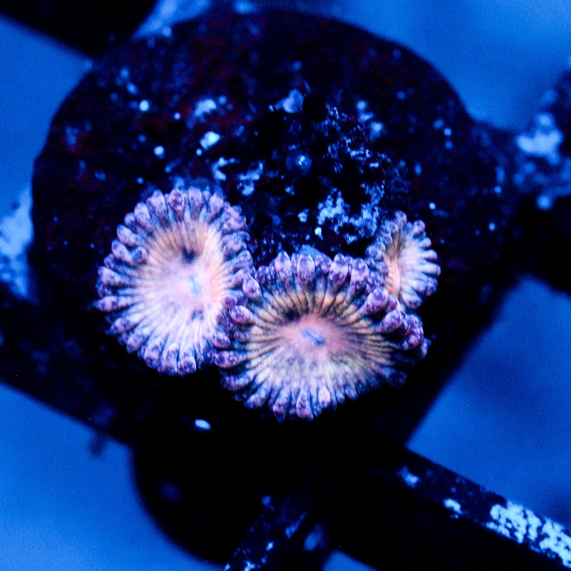 JC Strawberry Milkshake Zoanthid