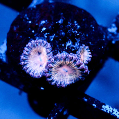 JC Strawberry Milkshake Zoanthid