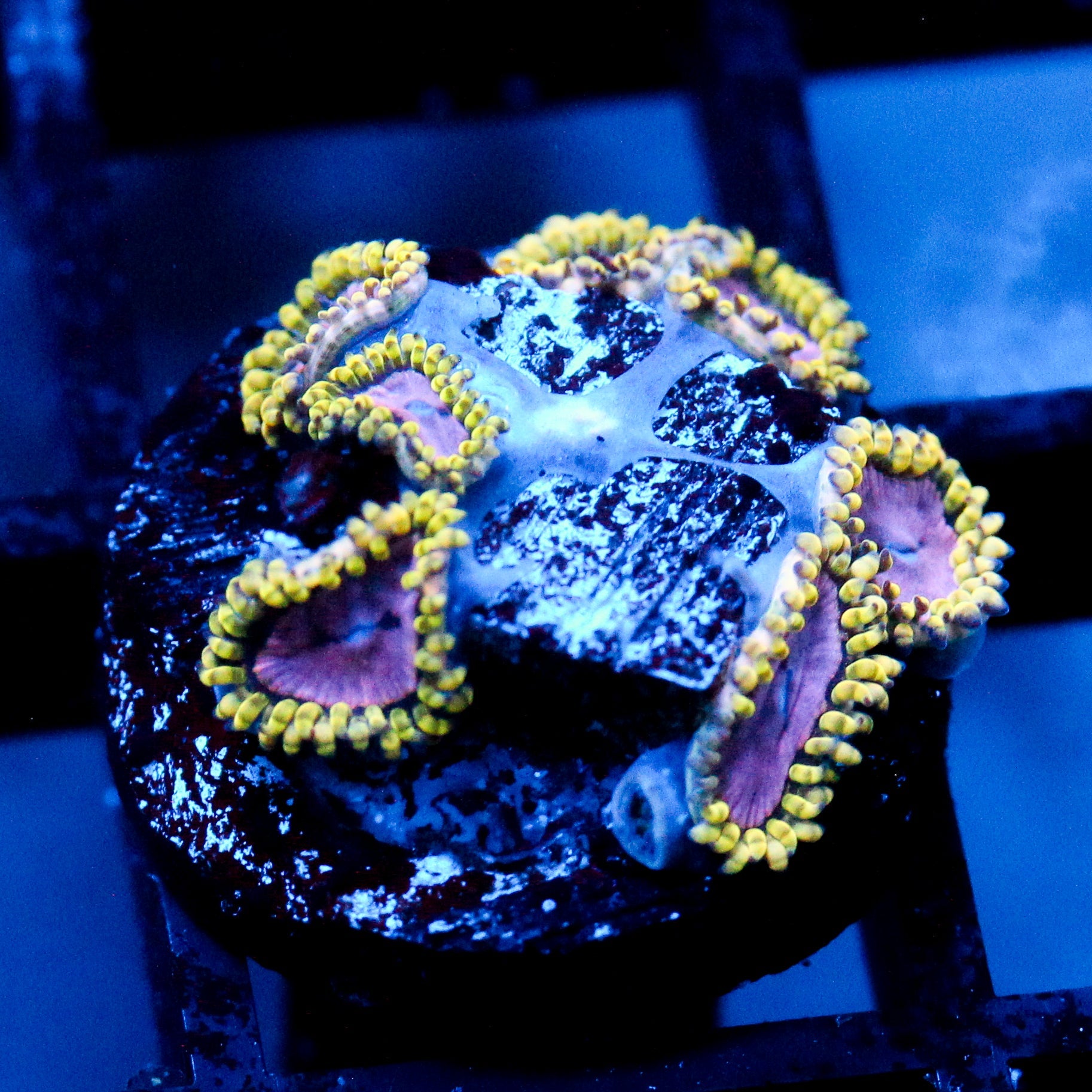 JC Purple Monster Zoanthid