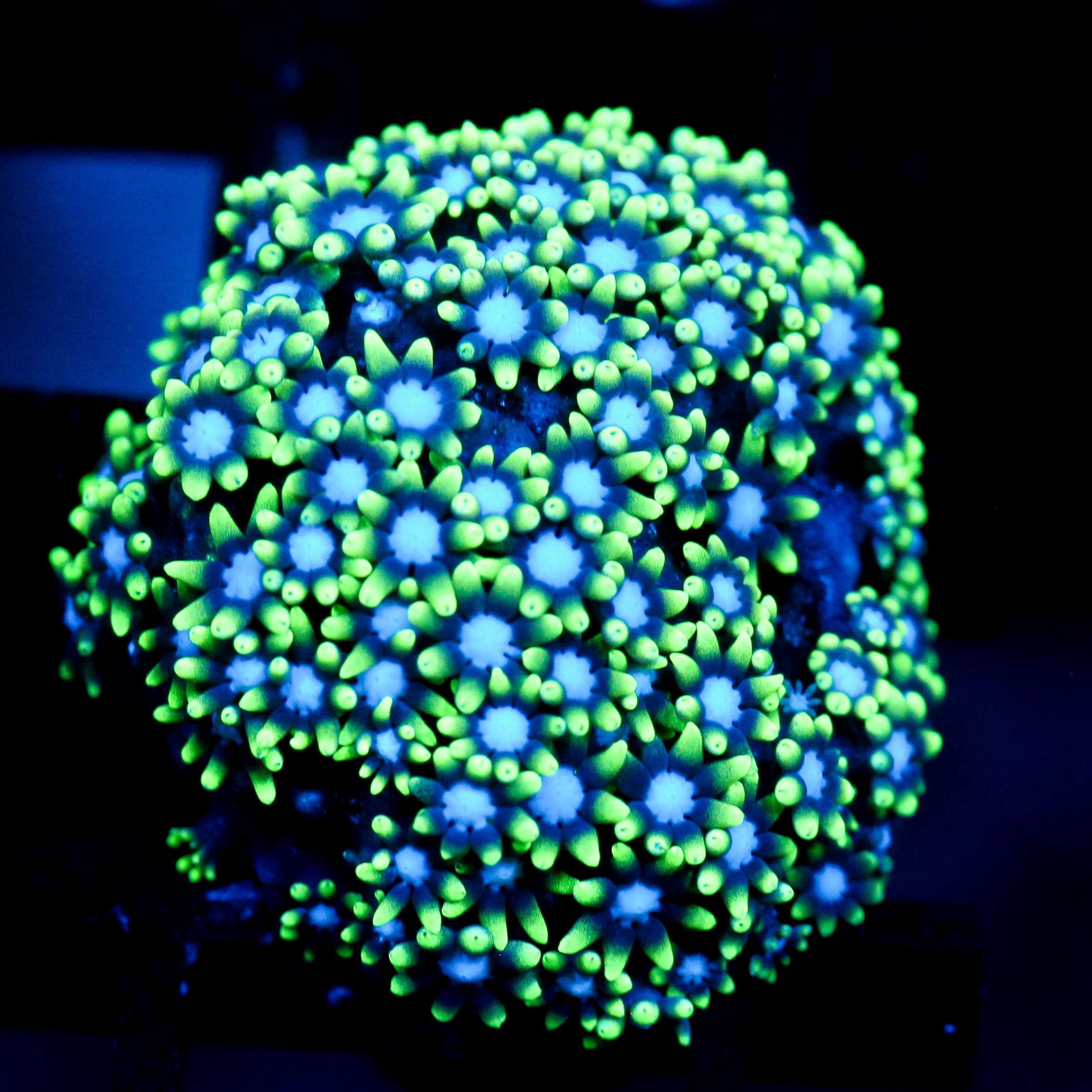 JC Star Polyp