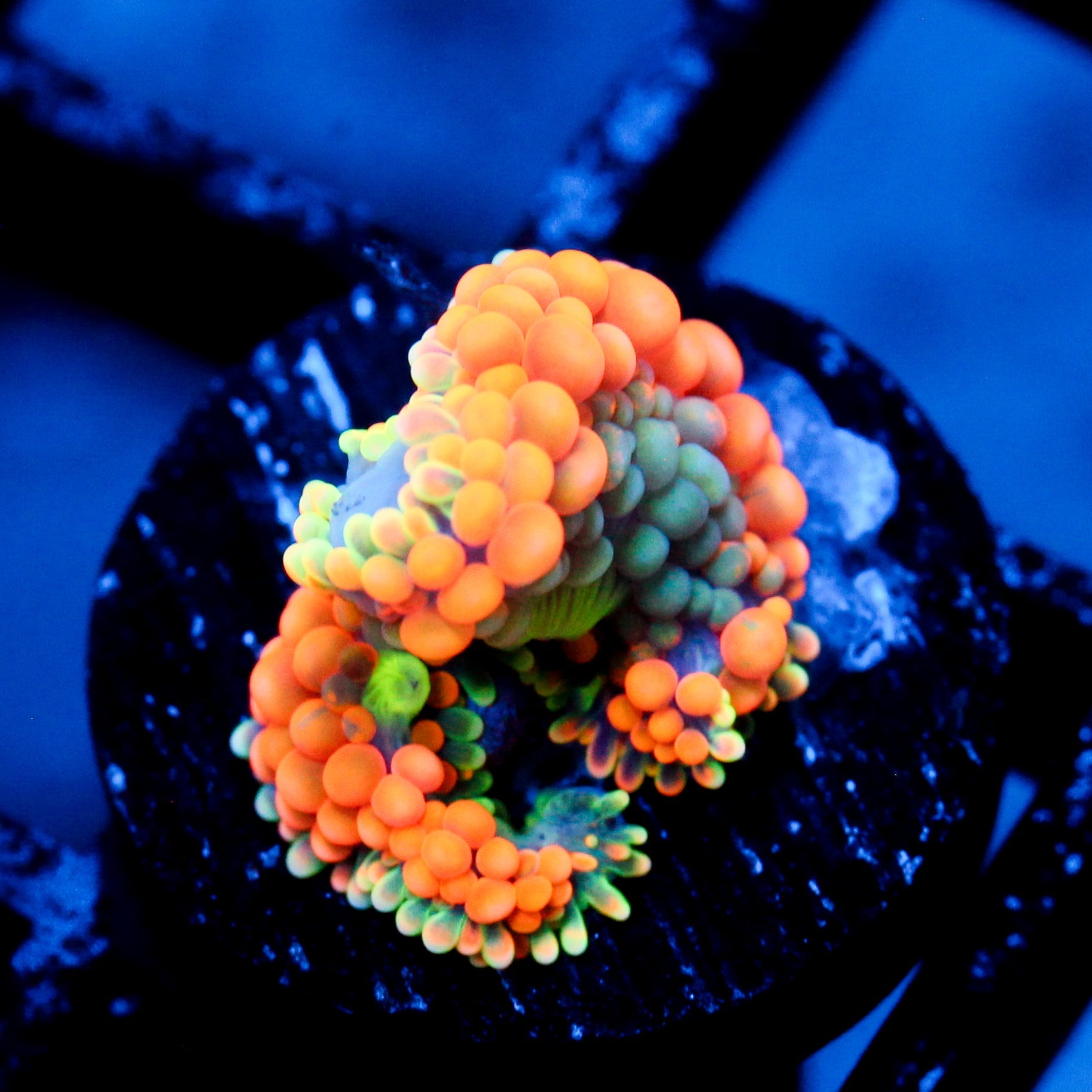 JC Orange Ultra Ricordea Mushroom