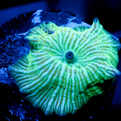 JC Watermelon Rind Mushroom