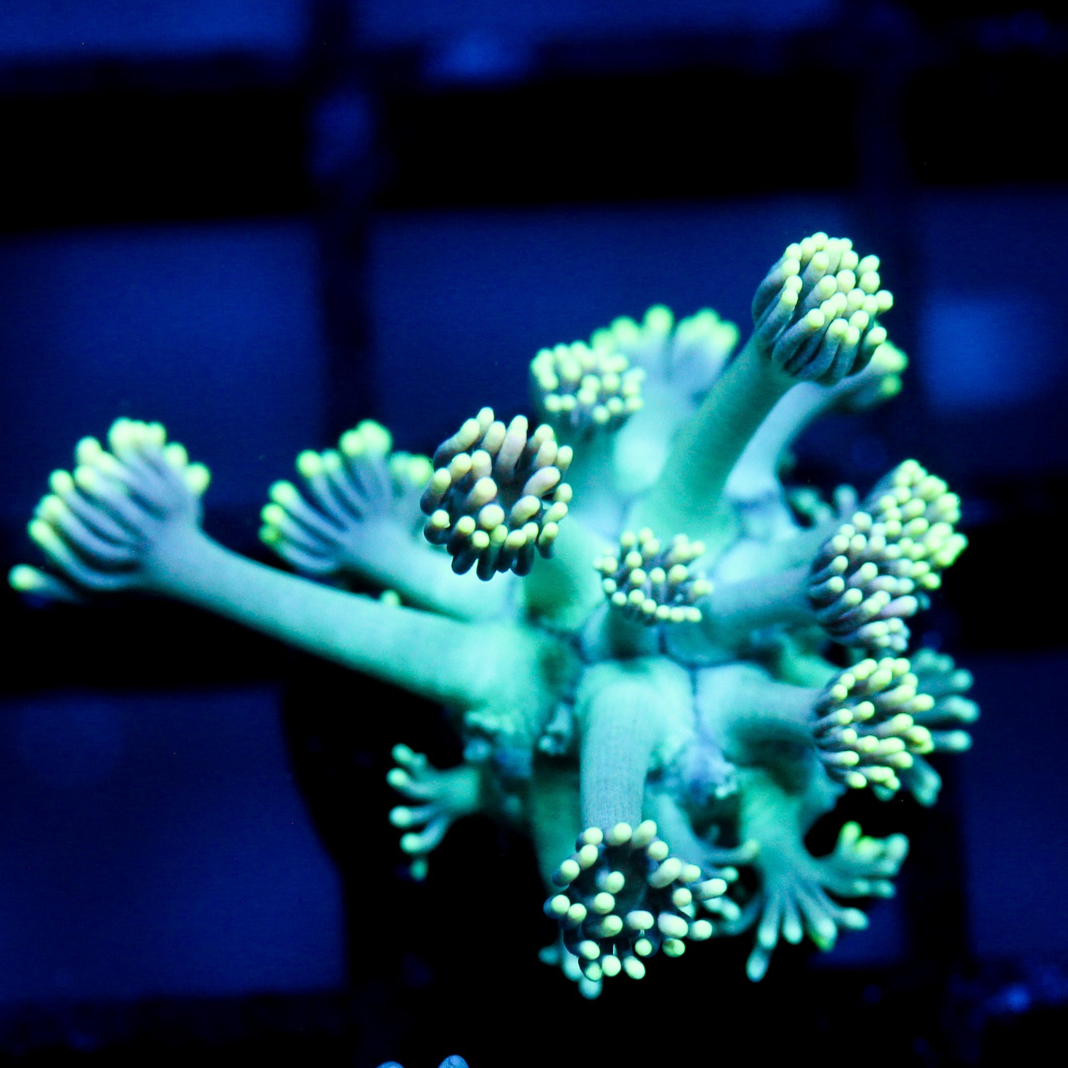 JC Neon Aura Goni