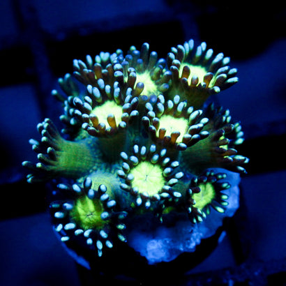 JC Cobalt Greed Goni