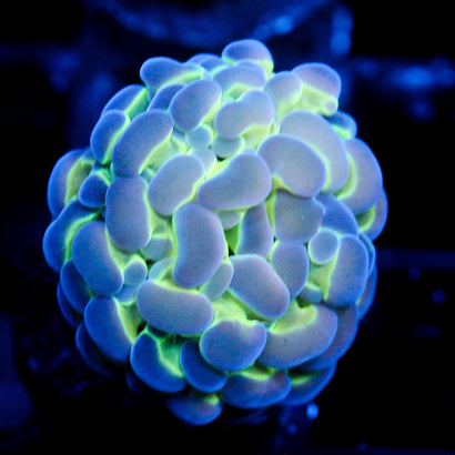JC Hologram Hammer