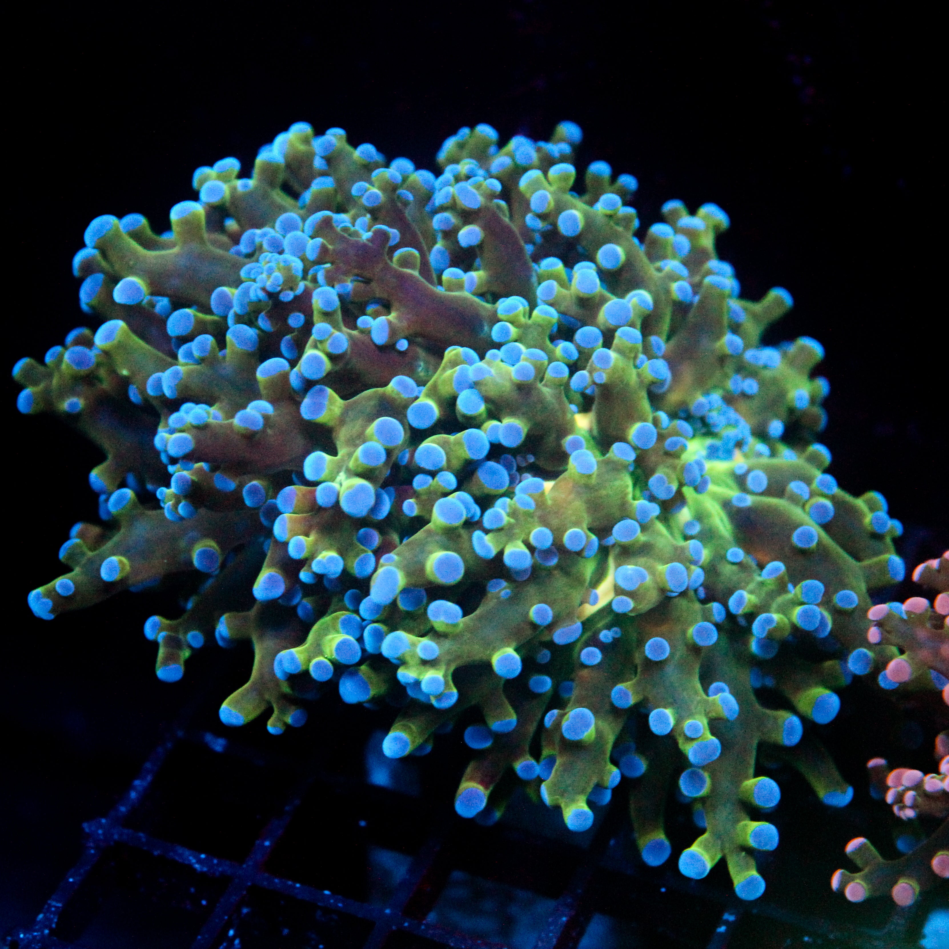 JC Hulk Buster Frogspawn (Very Chunky)