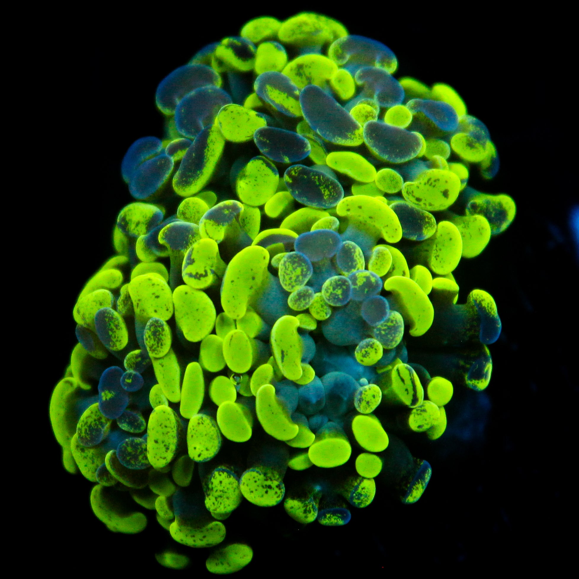 JC Ultra Splatter Hammer
