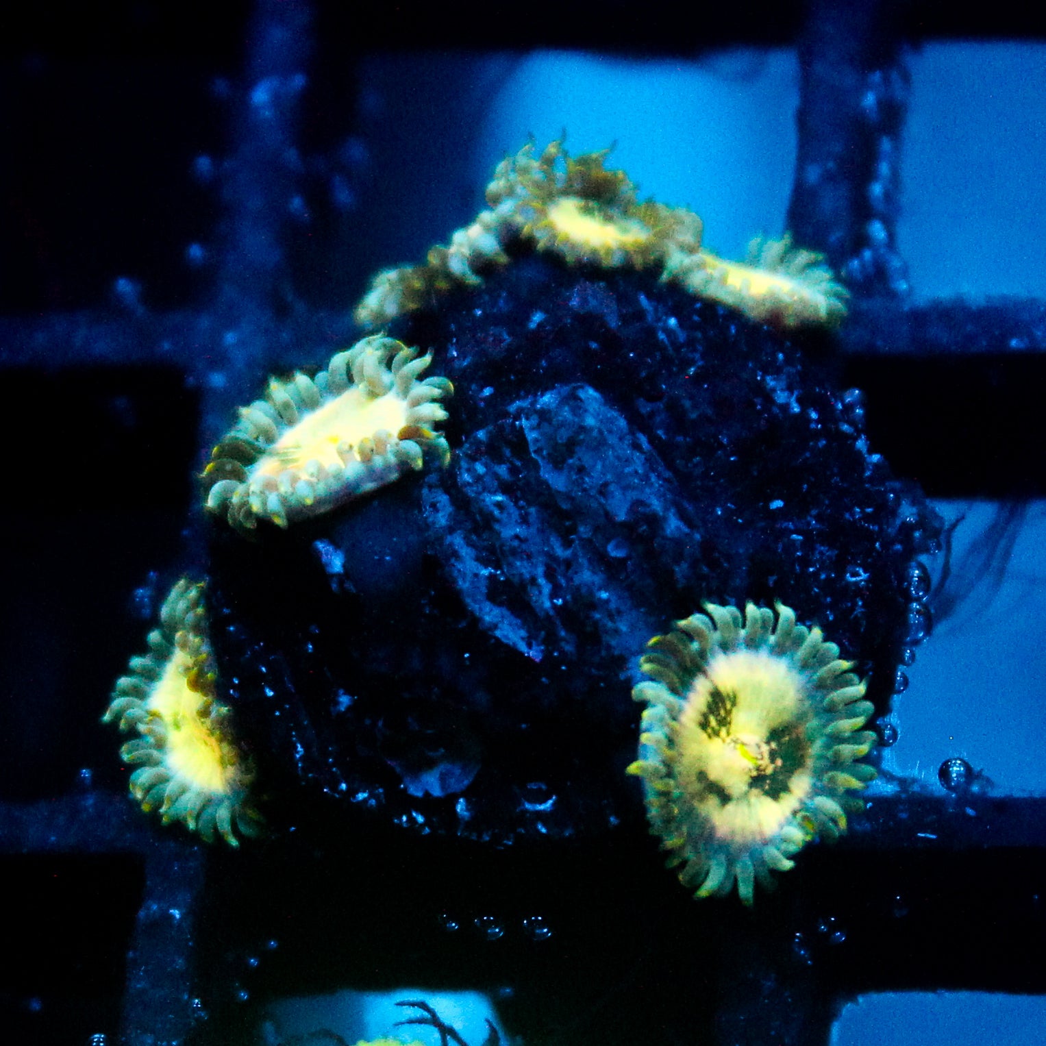 JC Hawaiian Ding Dang Zoanthid